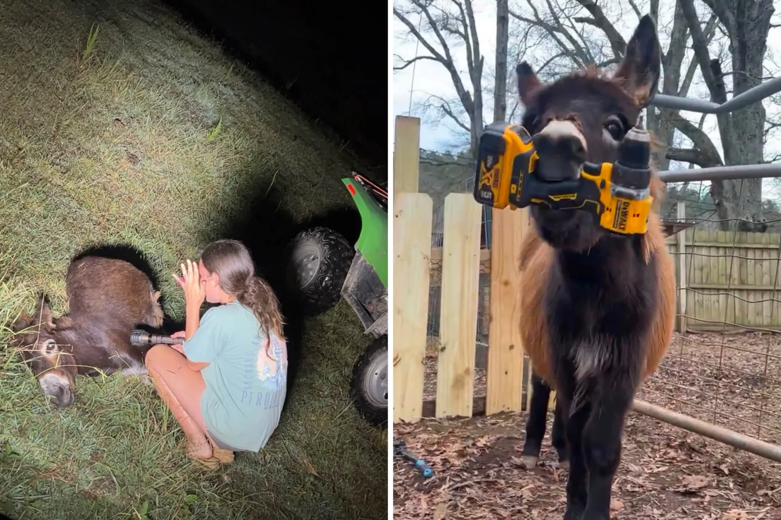 HeeHaw Shooting Isn’t a First—4 Times Police Killed Beloved Pets 