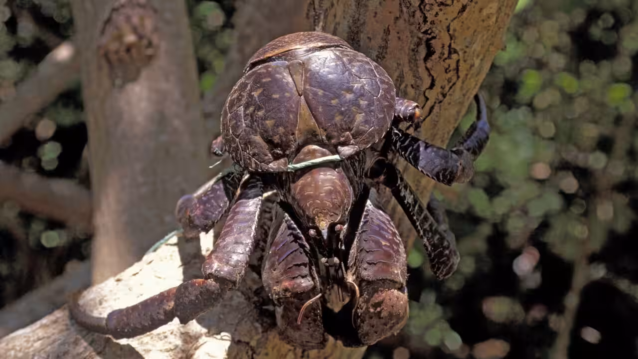 Close-up of a large coconut crab climbing the trunk of a palm tree, with mottled brown, orange and cream-coloured legs and powerful claws gripping the bark.