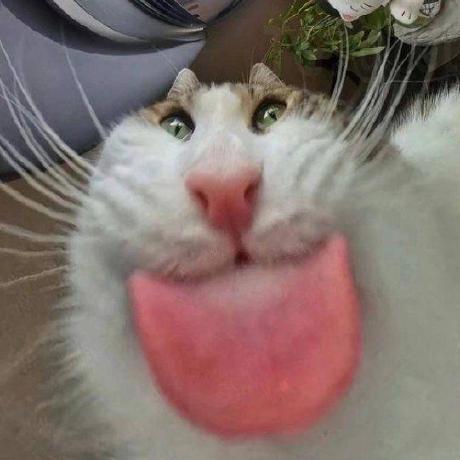 @stokescat