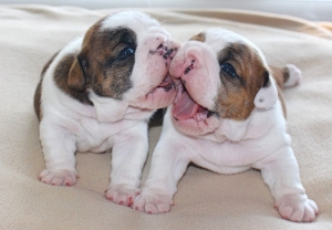 Being Themselves (12) puppies