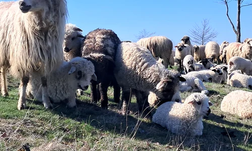 oi si miei judetul olt, bobicesti foto ionelia nuca (13) jpeg