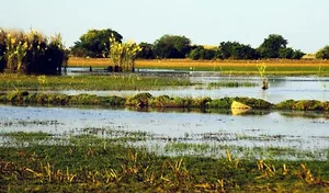 Zambia: Lake Bangweulu