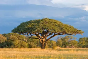 A single acacia tree with a wide, flat canopy stands in golden grass on the savanna in Zimbabwe, Africa, with shrubs and trees in the background.