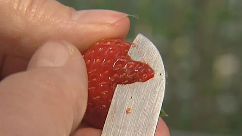The future of strawberry cultivation: Taste vs. appearance