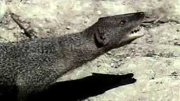 Mongoose vs. Asian cobra