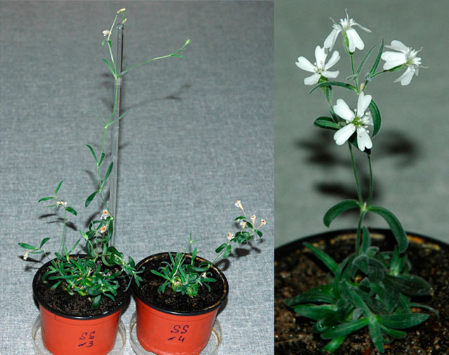 Fruiting and flowering plants of Silene stenophylla regenerated from tissue of fossil fruits