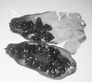 Immature fruit of Silene stenophylla buried in permafrost more than 30,000 years ago