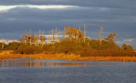 Chincoteague Glow