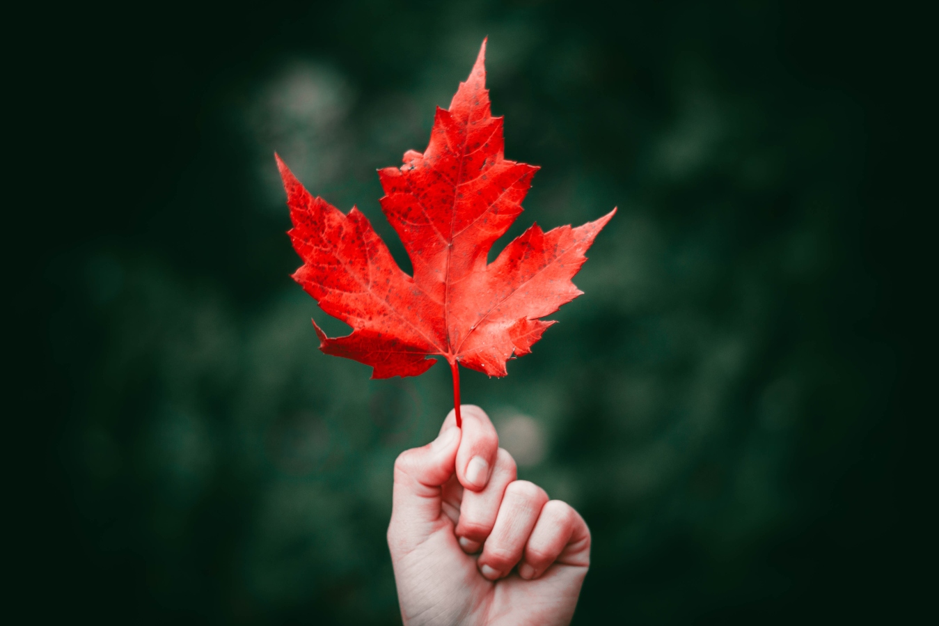 maple-leaf-red