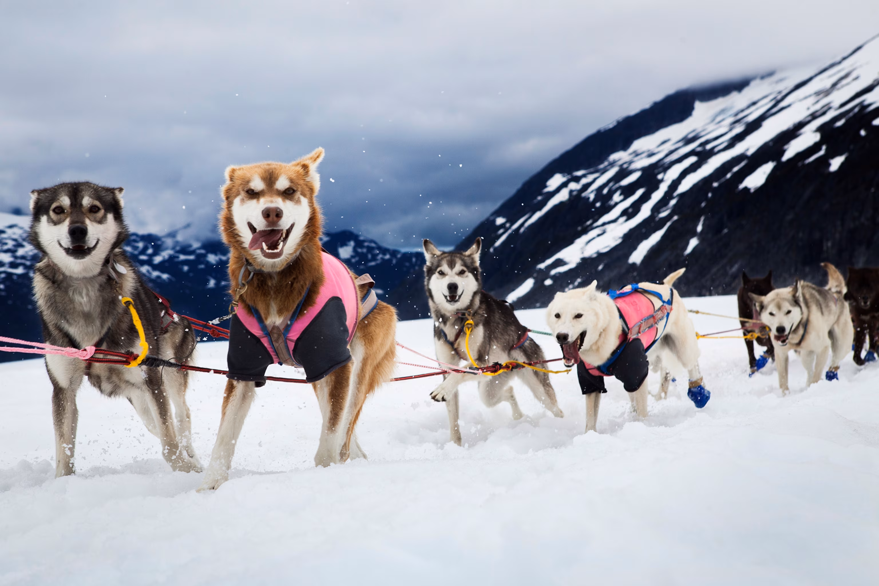 a team of sled dogs on the herbert glacier