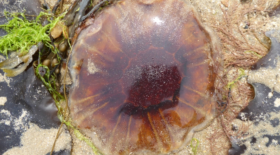 P1000546