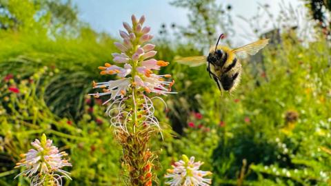 A bumblebee hovers in the sky. In the foreground is a large flower. In the background is greenery and an array of flowers and plants. 