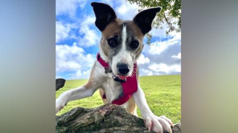 Sadie has brown ears and a brown face with a white muzzle and white body. She is standing on a piece of wood and looking staight at the camera with her ears pricked up.