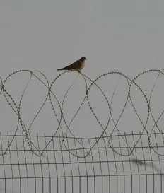 Credit: Eliahu Hershkovitz Ketziot Prison in southern Israel.