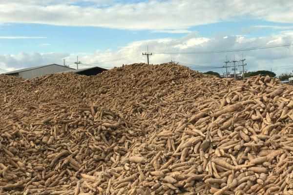 Pile of cassava or tapioca root for starch industry