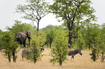 ©AFP / Martin BUREAU Zèbres dans le parc de Hwange