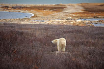 ©Andreas Edelmann /Stock.Adobe.com