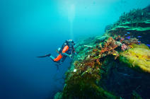 ©Pete WEST/Bioquest Studios/Tara Expeditions Foundation