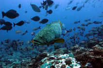©S. ANDREFOUËT/IRD Mérou géant (Epinephelus lanceolatus)