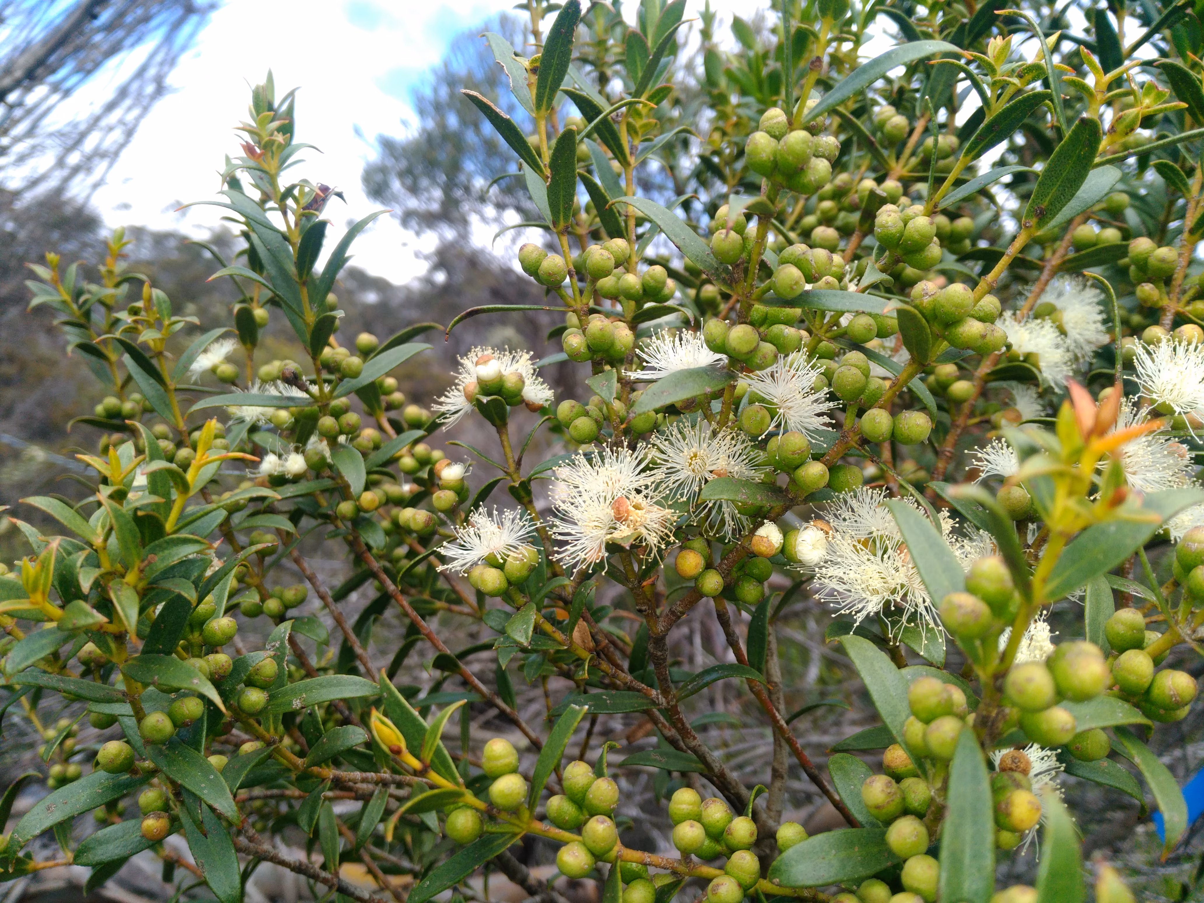 The flowers and buds of a Eucalyptus recurva.