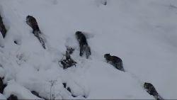 thumbnail pakistan snow leopards 2.jpg