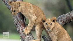 <p>Game drives in the Ishasha sector of Queen Elizabeth National Park give visitors a glimpse of lions that love to lounge and hunt from their high perch. </p>