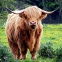marco13moo profile