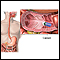 Capsule endoscopy Capsule endoscopy