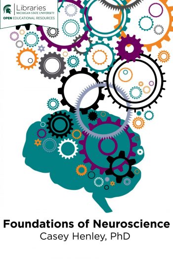 Cover image for Foundations of Neuroscience