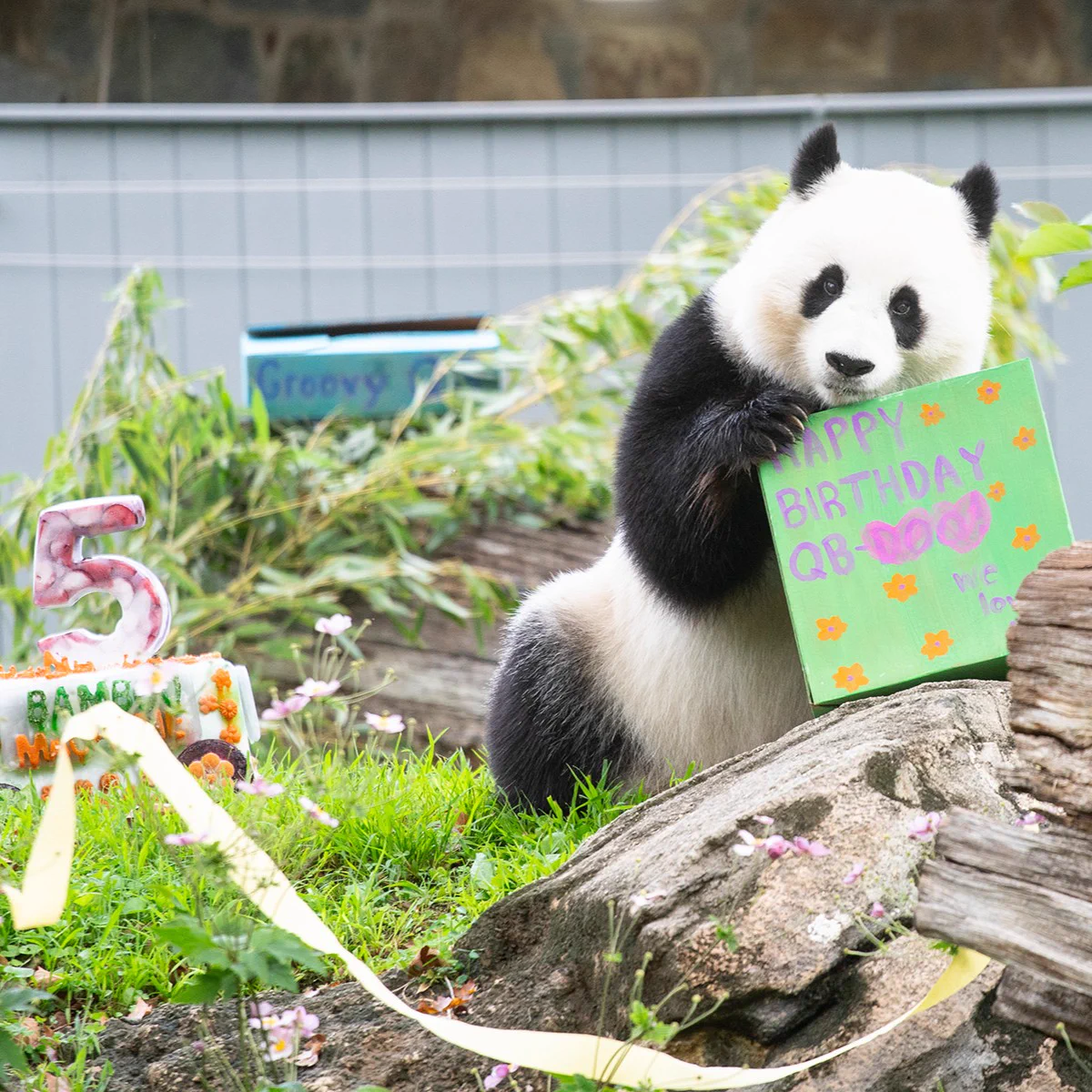 Giant panda Qing Bao celebrates her 5th birthday at Smithsonian's National Zoo and Conservation Biology Institute. (Skip Brown/Smithsonian)