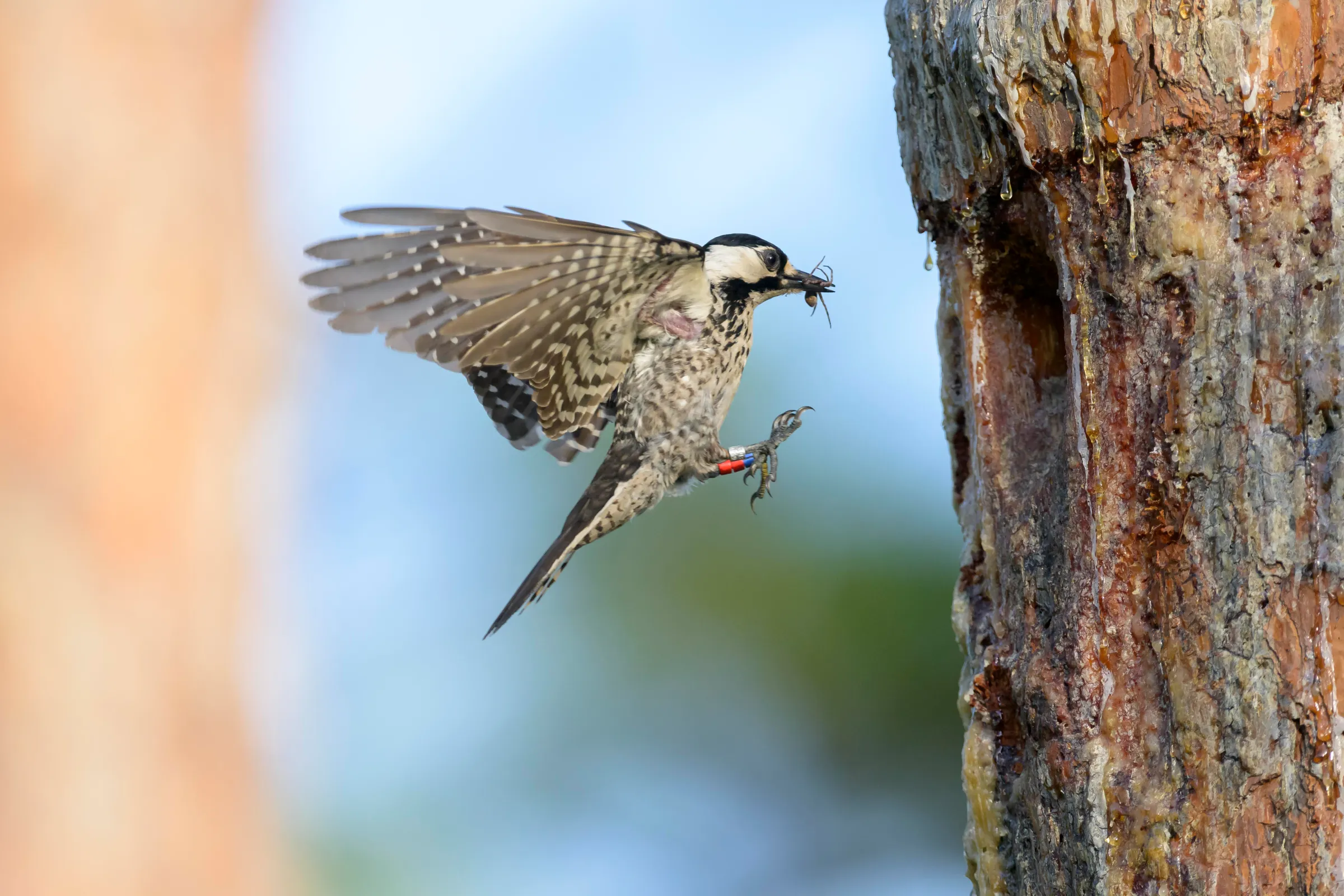 It’s no longer illegal to destroy the one thing endangered species need most to survive