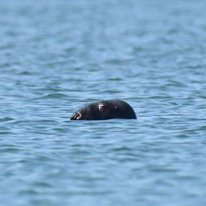 Halichoerus grypus