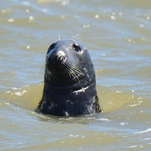 Halichoerus grypus