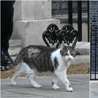 Il gatto Larry di Downing Street con una vistosa cicatrice sul fianco, è stato operato. Burnham: «Si sta riprendendo bene»