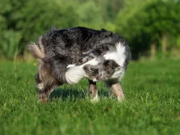 7 Weird Dog Habits: Vet-Verified Behavior Explained