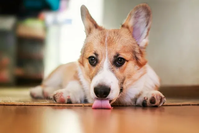Is Licking a Sign of Cushing’s Disease? Vet-Reviewed Facts