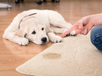 Why Does My Dog Pee When I Come Home? 5 Vet-Approved Reasons