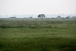Grassy landscape with one tree
