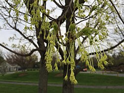 Flowers in spring