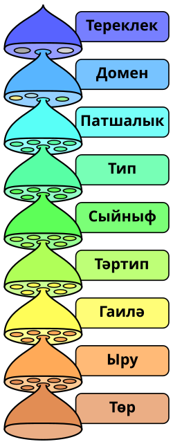 Биологик классификацияның төп сигез таксономик рангы.