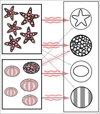 Simplified example of training a neural network in object detection: The network is trained by multiple images known to depict starfish and sea urchins, which are correlated with "nodes" representing visual features. Starfish match with a ringed texture and star outline, whereas most sea urchins match with a striped texture and oval shape.