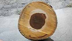 Round piece of wood showing cross-section