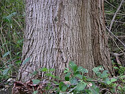 Bark