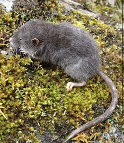Picture of a Montane fish-eating rat