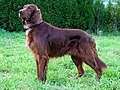 Setter Irlandês