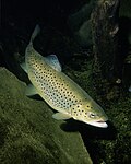 Forelle(Salmo trutta)