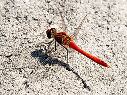 Sympetrum sanguineum (SDG 15)