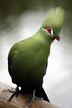 Gvinea turako, Tauraco persa, 
ĉe Birdobredejo Birds of Eden, Sudafriko
