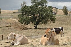 Cattle on pasture at Farm Sanctuary.