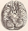 Anatomia